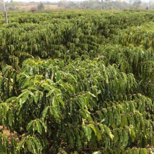 Investimentos do governo de RO em Cacoal fortalecem a produção agrícola e o crescimento econômico da região