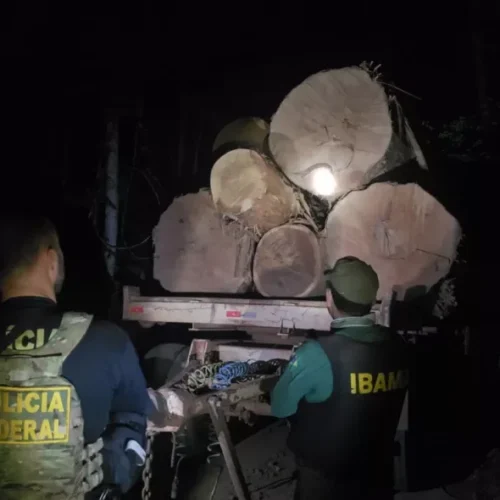 PF mira grupo suspeito de fraudar registros de madeira ilegal e causar prejuízo ambiental de R$ 400 milhões