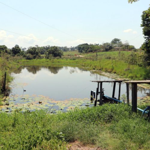 Regeneração natural recupera áreas protegidas e valoriza a cafeicultura em Cacoal
