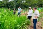 Bovinocultura leiteira é impulsionada em 2025 e transforma a vida de produtores familiares em Rondônia