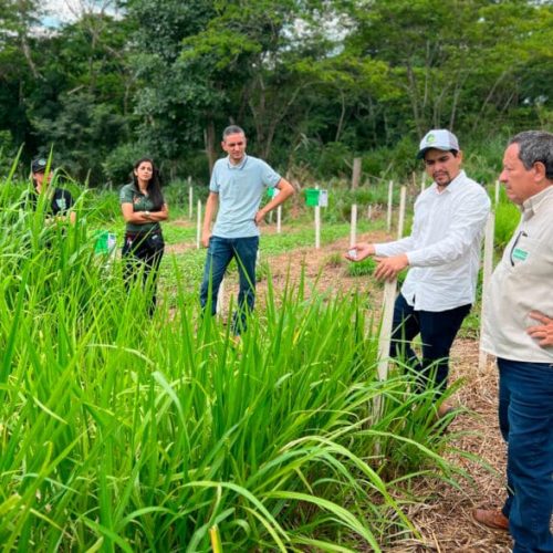 Bovinocultura leiteira é impulsionada em 2025 e transforma a vida de produtores familiares em Rondônia