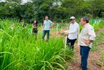 Programa estadual fortalece pecuária leiteira e aumenta produtividade na agricultura familiar em Rondônia