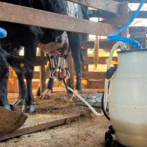 Sítio destaque no programa do governo de RO “Consultec-leite” se torna referência em produtividade em Cacoal