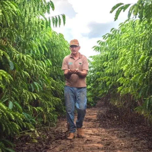 Produção de café sobe 115,4% e VBP atinge R$ 139,6 milhões no Acre