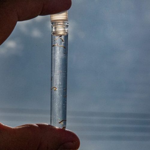 Prevenção contra o mosquito da dengue: saiba como evitar a infestação do Aedes aegypti