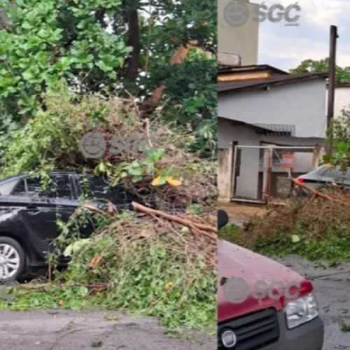 Temporal em Porto Velho: Ventos fortes deixam rastro de destruição, árvores desabam sobre carros