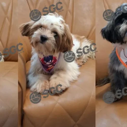 Operação Abomination: PF garante liminar que proíbe homem de ter cães após crimes sexuais