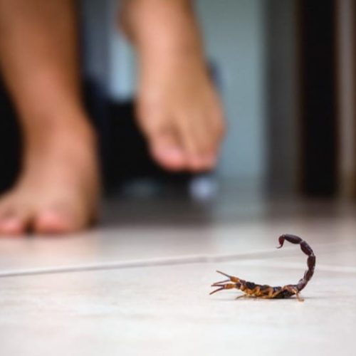 Risco de acidentes com animais peçonhentos aumenta no período das chuvas em Rondônia