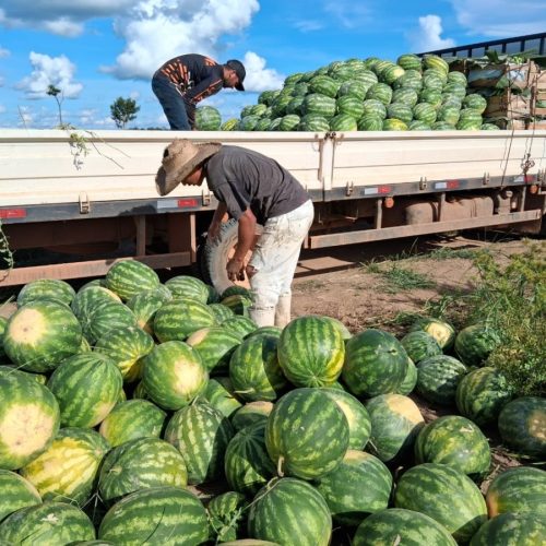 Porto Velho encerra 2025 com avanços na agricultura familiar e no setor rural