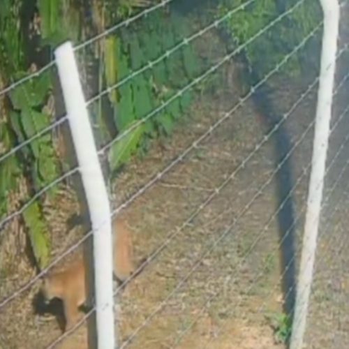 Onça-parda é vista nas proximidades do Parque Circuito em Porto Velho