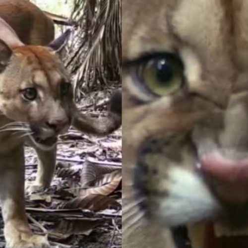 Pescador instala câmera a caminho da pescaria e registra onça-parda em Porto Velho