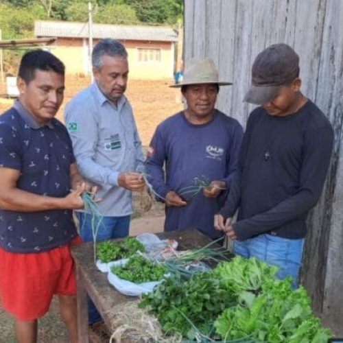 Implantação de hortas agroecológicas fortalece produção sustentável alimentar em comunidades indígenas