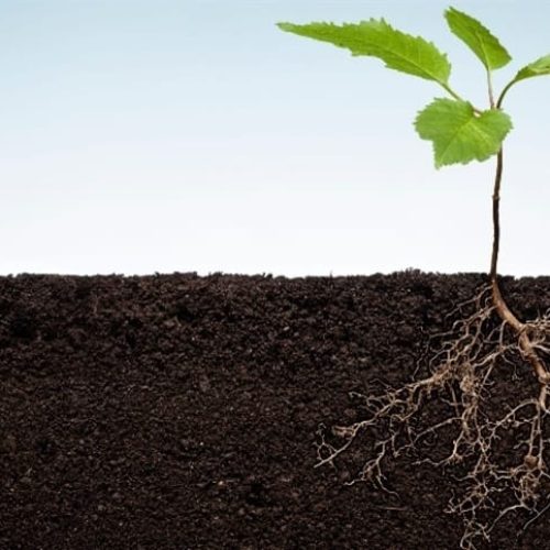 A força oculta do sistema radicular