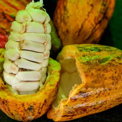 CACAU: Rondonienses estão entre os finalistas do Prêmio Nacional do Cacau Especial