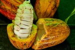 Rondônia tem seis produtores entre os 20 finalistas do Concurso Nacional de Cacau; veja quem são