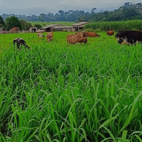 Nota Técnica orienta produtores sobre possíveis riscos da infestação de lagartas nas áreas de pastagens e lavouras