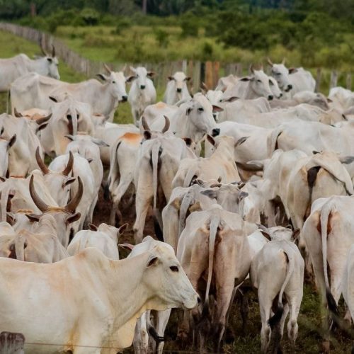 Polícia Civil desarticula esquema de fraudes envolvendo servidores da Idaron