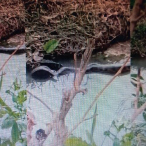 Sucuri de 5 metros é encontrada em córrego na zona urbana de Porto Velho