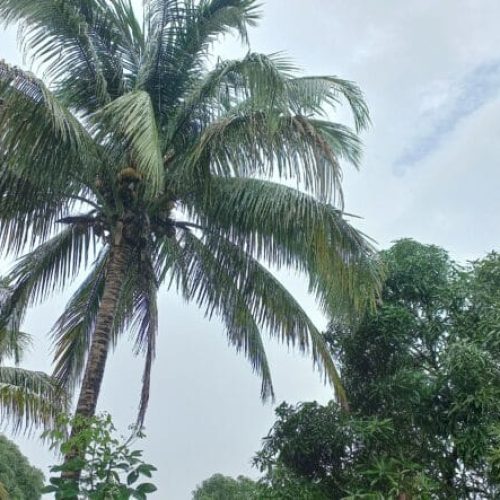 Céu nublado e possibilidade de chuva marcam o clima de Rondônia neste sábado (7)