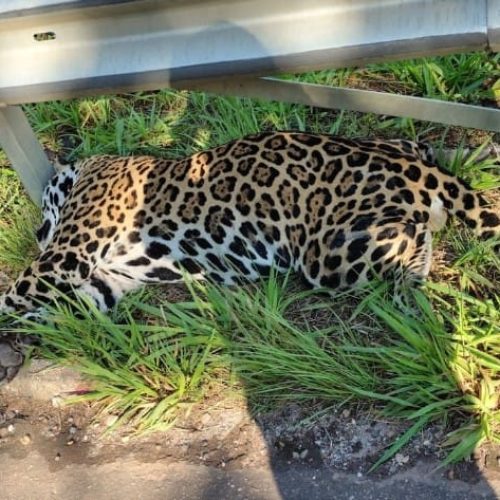 Onça-pintada é encontrada morta após atropelamento na BR-435, no Cone Sul