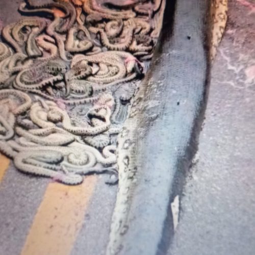 VÍDEO: Sucuri grávida é atropelada e ejeta 40 filhotes em rodovia no MT