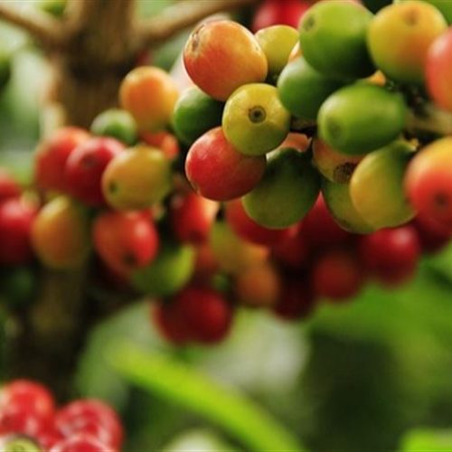 Como identificar a mancha-de-phoma no café?