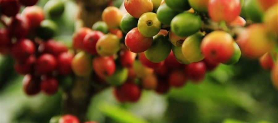 Como identificar a mancha-de-phoma no café?