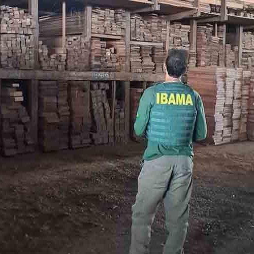 Ibama apreende e doa mais de 1.000 m³ de madeira ilegal em RO