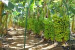 Porto Velho se destaca na produção de banana e reforça apoio aos agricultores
