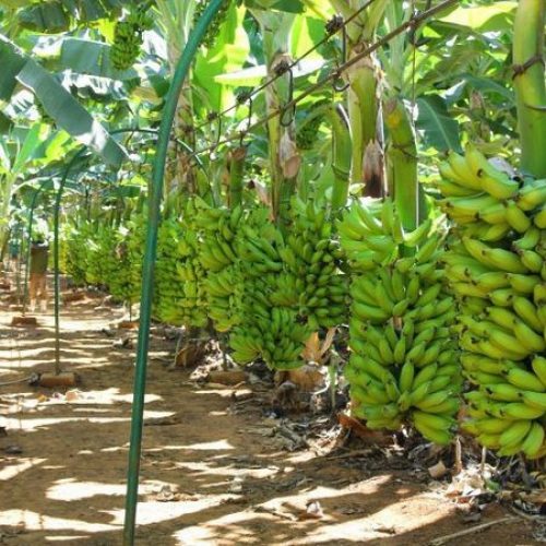 Porto Velho se destaca na produção de banana e reforça apoio aos agricultores