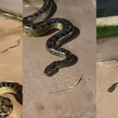 VÍDEO: Sucuri de 3 metros é resgatada próxima à rodoviária de Porto Velho