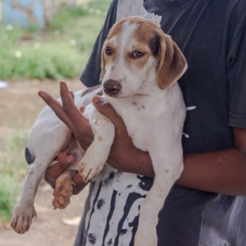 Cláudia de Jesus viabiliza recurso de R$ 100 mil para castração de cães e gatos em Cerejeiras