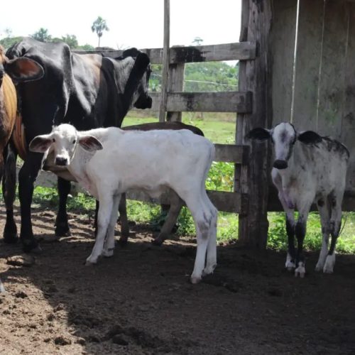Cláudia de Jesus garante R$ 80 mil para programa de melhoramento genético bovino em Urupá