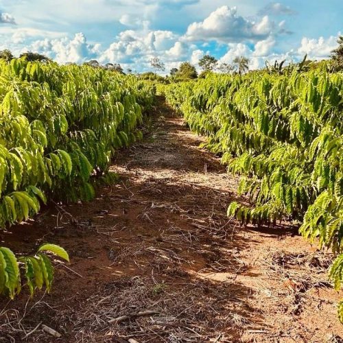 Cláudia de Jesus busca mais apoio à agricultura familiar em Presidente Médici e Ji-Paraná