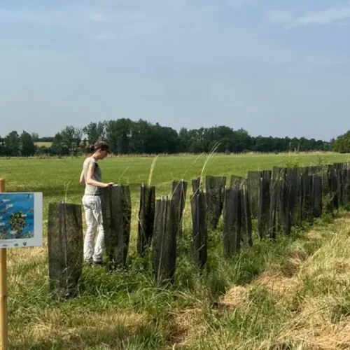Floresta em pé: lavoura e árvores reduzem impacto de mudança climática