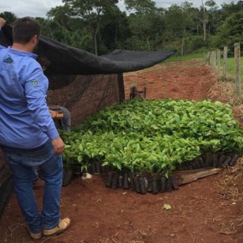 “Plante Mais”: Cone Sul de Rondônia avança na produção agrícola com mudas clonais de café e cacau
