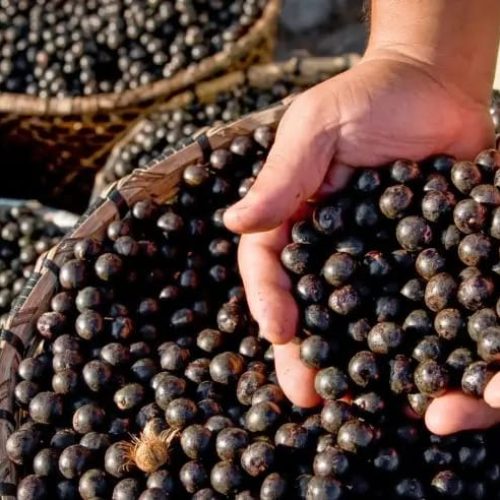 Buritis é oficialmente reconhecida como a Capital do Açaí de Rondônia