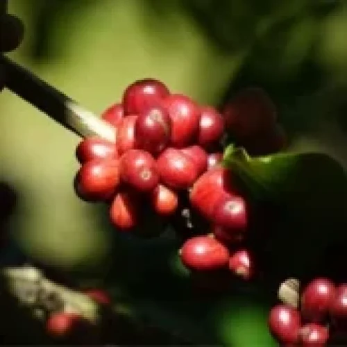 Mesmo com quebra na safra de café 2025, Brasil deve seguir suprindo demanda interna e exportações