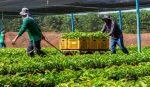 Cláudia de Jesus garante mais de 58 mil mudas de café clonal para Novo Horizonte do Oeste