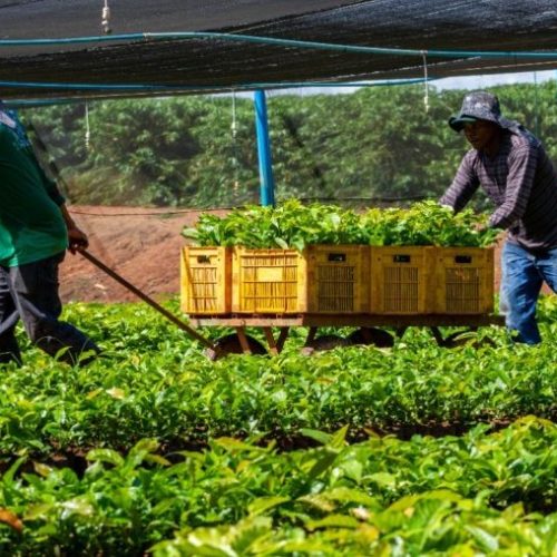 Cláudia de Jesus garante mais de 58 mil mudas de café clonal para Novo Horizonte do Oeste