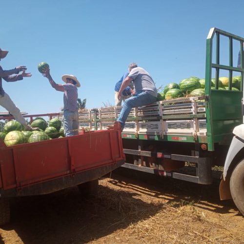 Porto Velho lidera o agronegócio de Rondônia e Agrotec 2026 será a vitrine da força produtiva do município