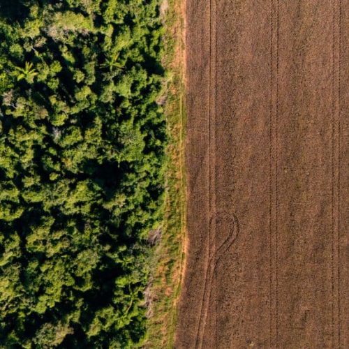 CMN adia exigência do Prodes para crédito rural