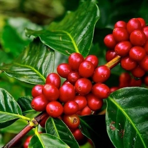 Café: monitoramento da broca deve começar antes da pré-colheita