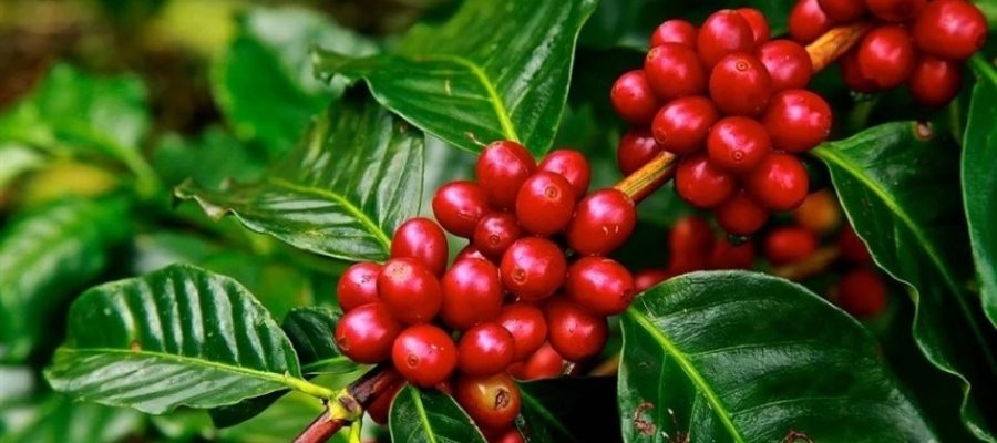 Café: monitoramento da broca deve começar antes da pré-colheita