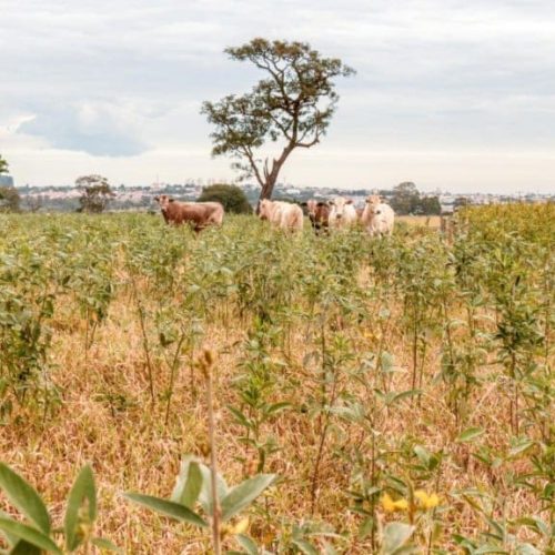 Pecuária sustentável: como o Guandu BRS Mandarim dobra o valor das suas pastagens