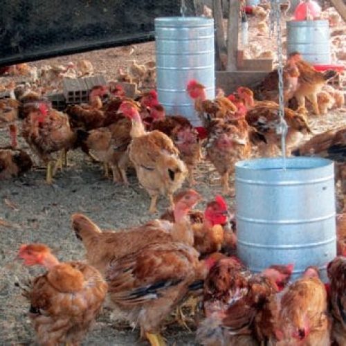 Ações preventivas contra Influenza Aviária no estado são mantidas pelo governo de RO