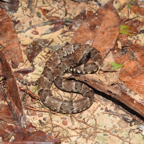 Prefeitura alerta para a presença de animais peçonhentos no período chuvoso