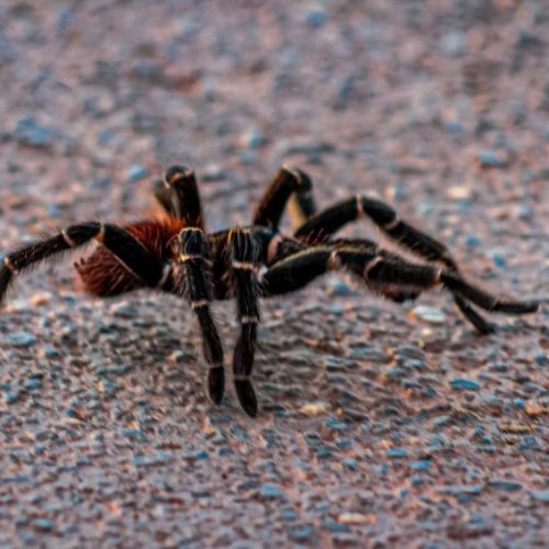 Prevenção de acidentes com animais peçonhentos durante o inverno amazônico é orientada pelo governo de RO