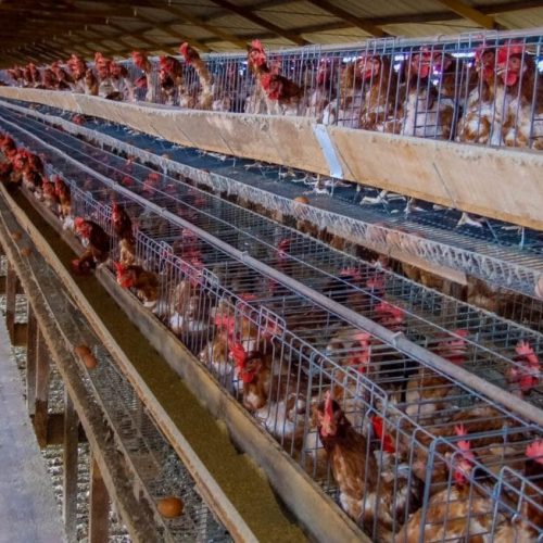 Importância da biossegurança para prevenir influenza aviária em aves é reforçada pelo governo de RO