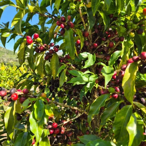 SAFRA de café deve crescer 18%, para 66,7 milhões de sacas, projeta Conab